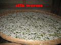 111301 silk worms